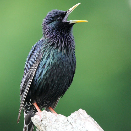 starling