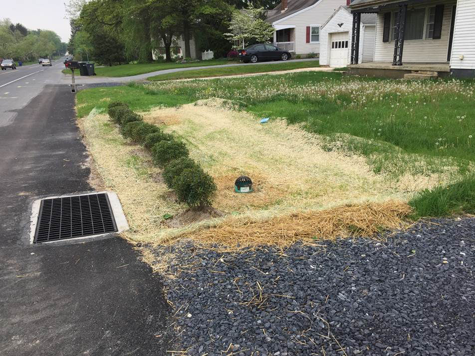 newly planted stormwater control area