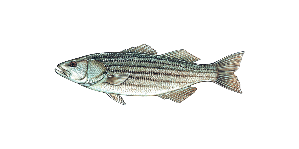 Illustration of a Striped Bass