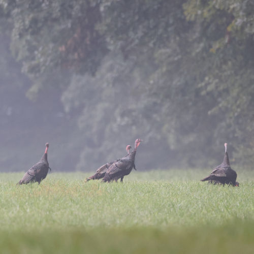 Poult and Hen