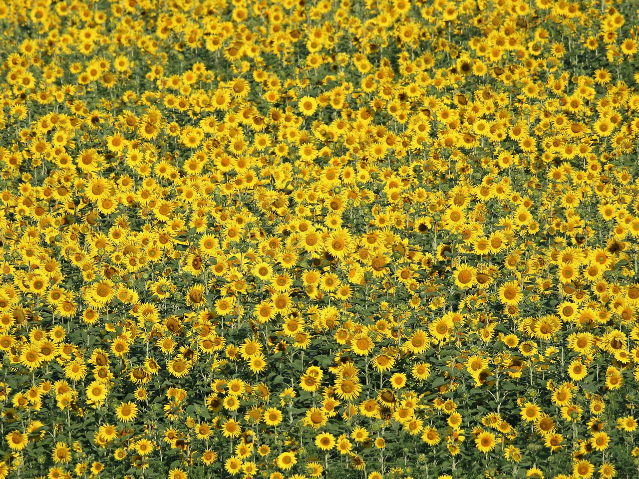 Field of Sunflowers