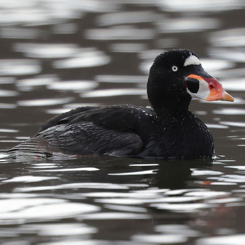 surf scoter