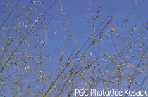 switchgrass