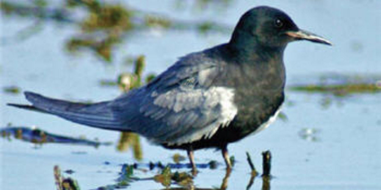 Black Tern