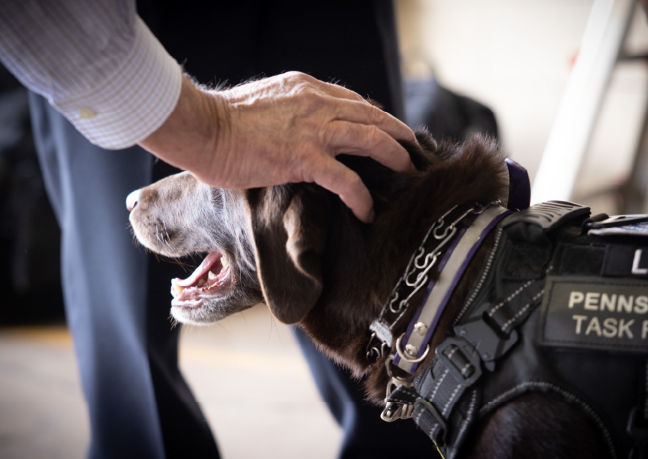 A hand pets the head of Pennsylvania Task Force 1 Search and Rescue Dog Luna.