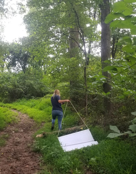 Staff drag grass for the presence of Haemaphysalis longicornis