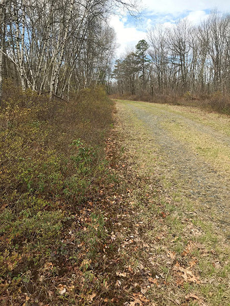 A grassy habitat that ticks prefer