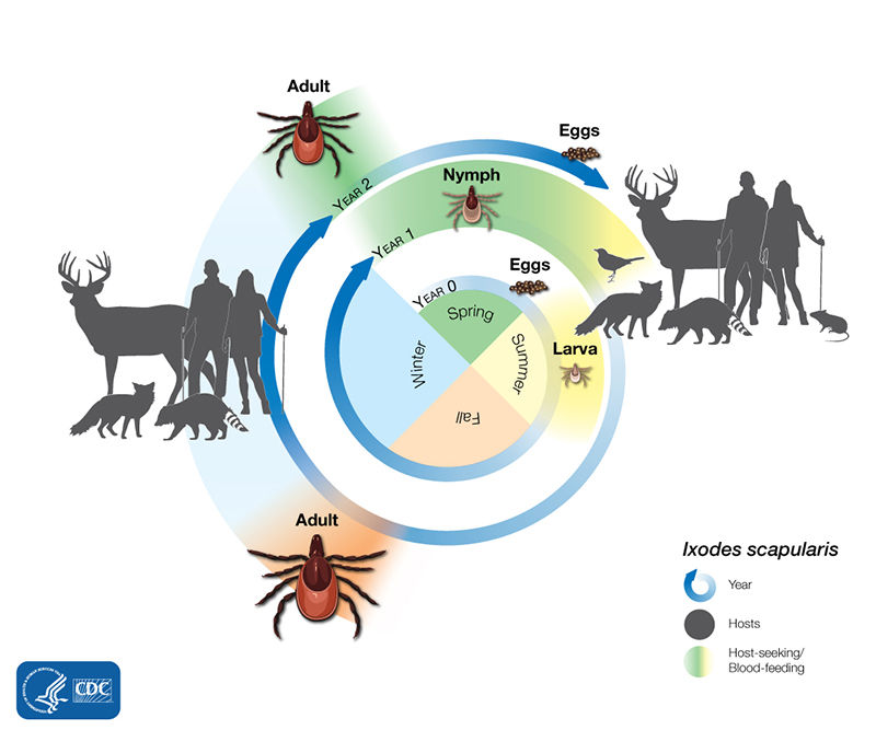 Lifecycle of the Blacklegged tick