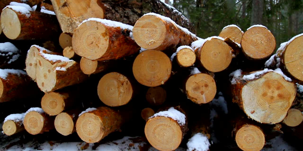 timber pile