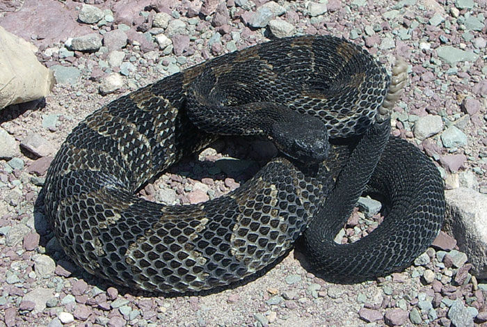 Timber Rattlesnake in the black phase curled up on rocks