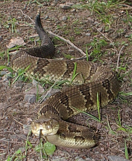 Close up of a Timber Rattlesnake hissing with tongue out in a yellowish-phase with dark-brown crossbands contrast against a dull yellow background.