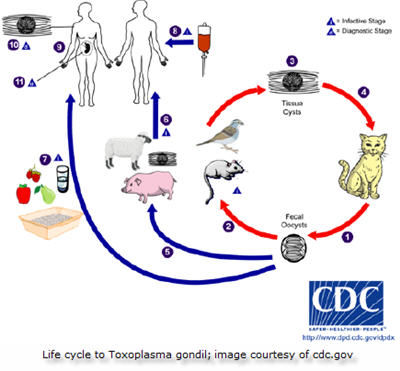 Life cycle to toxoplasmosis