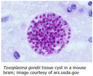 Toxoplasma gondii tissue cyst in a mouse brain