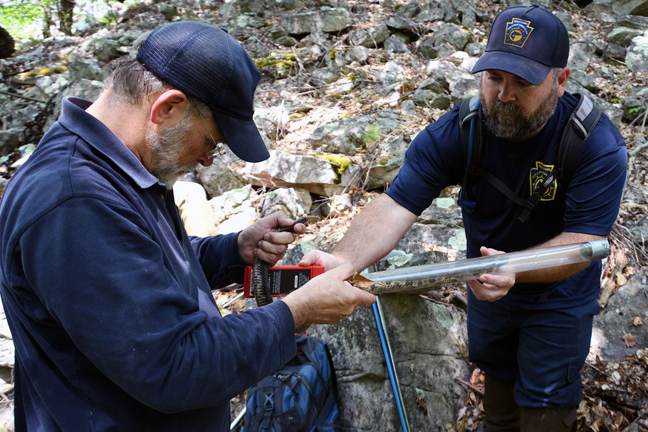 Two PFBC biologists assessing a Timber Rattlesnake which is safely secured in a tube to protect the animal and biologists.