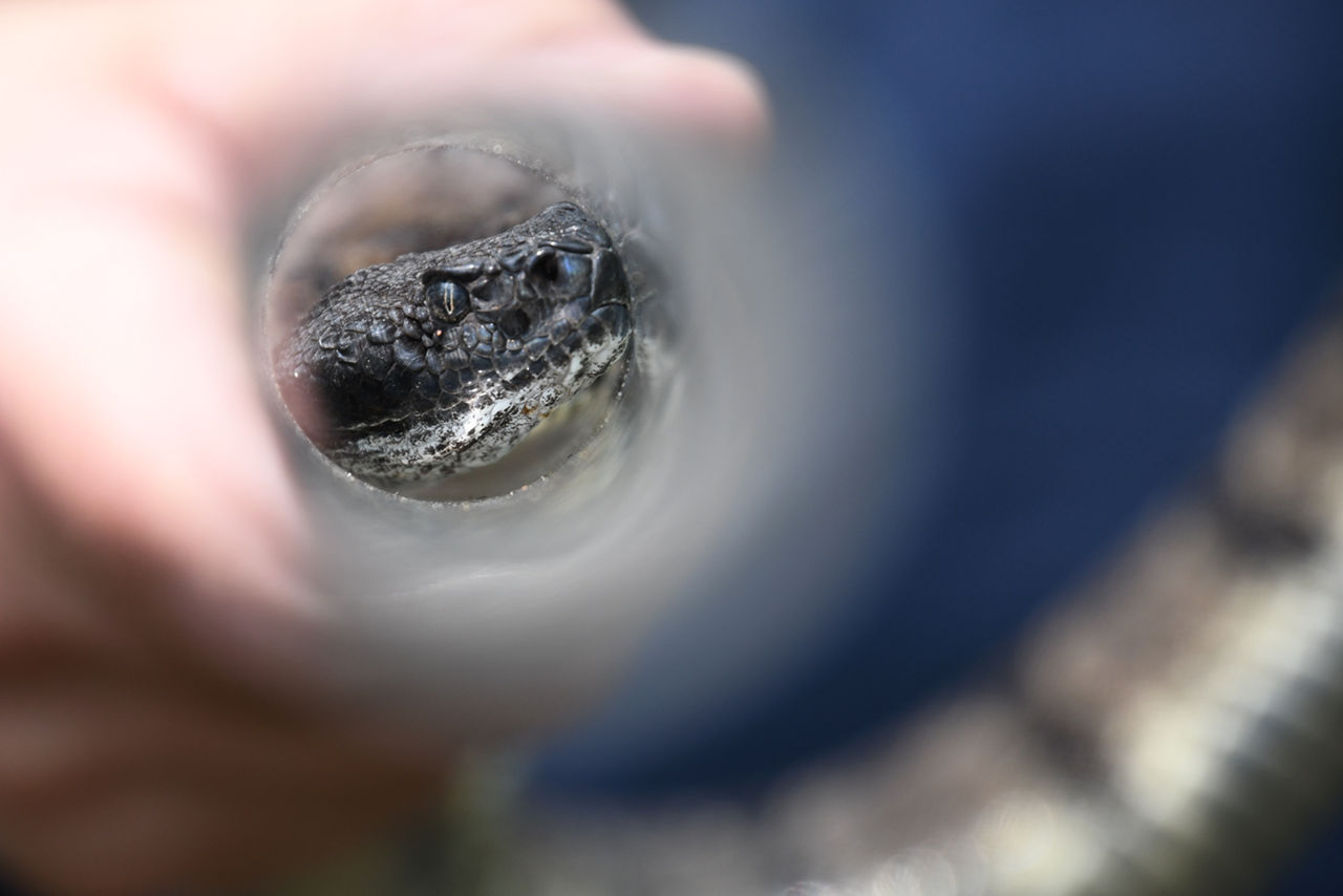 Close-up of a head of a Timber Rattlesnake being placed in a tube to be assessed and measured.