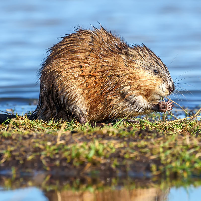 A muskrat sits on muddy grass surrounded by blue water