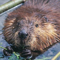 A beaver floats in the water
