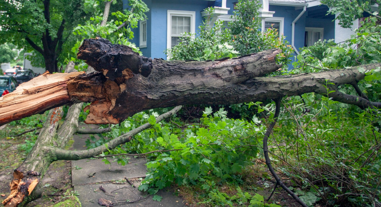 A large tree lies across the lawn of a blue home.