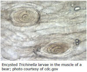 Encysted Trichinella larvae in the muscle of a bear