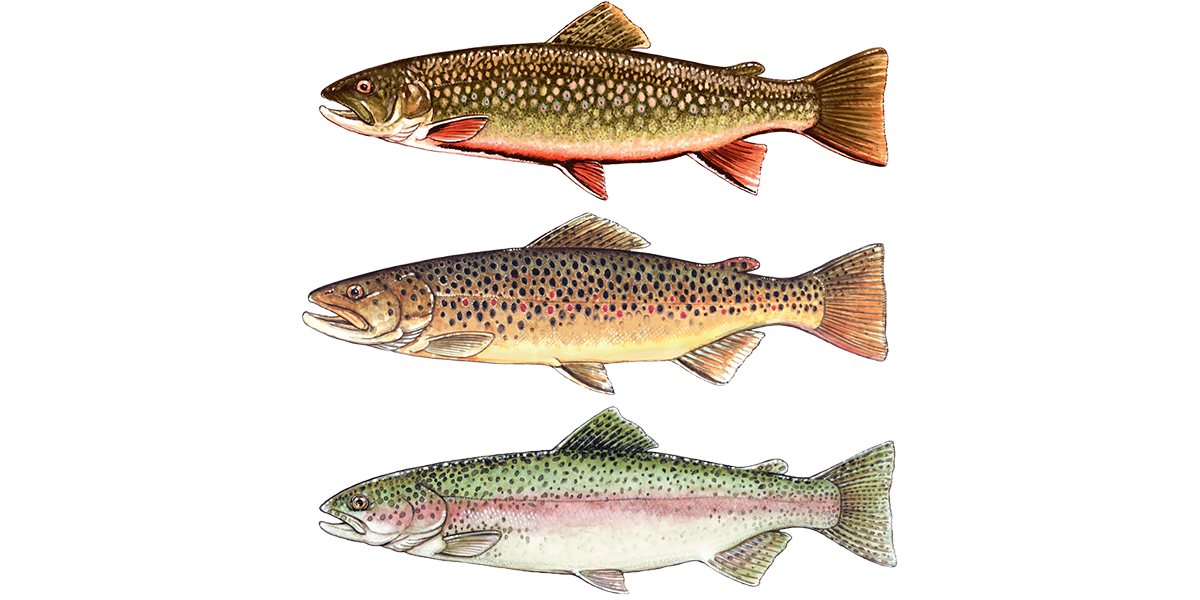 Illustration of a Brook, Brown and Rainbow Trout