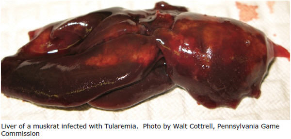 Liver of a muskrat infected with Tularemia