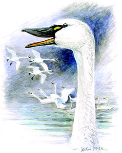 Tundra Swan