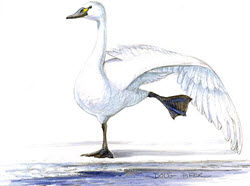 tundra swan