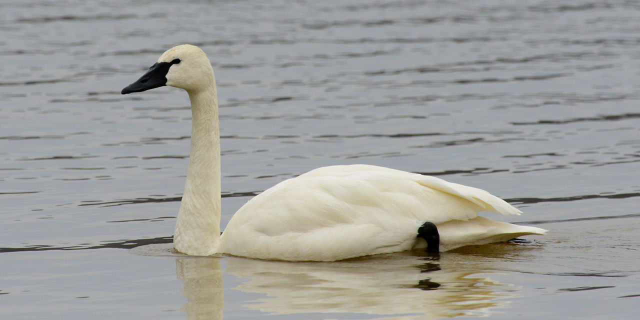 Tundra Swan