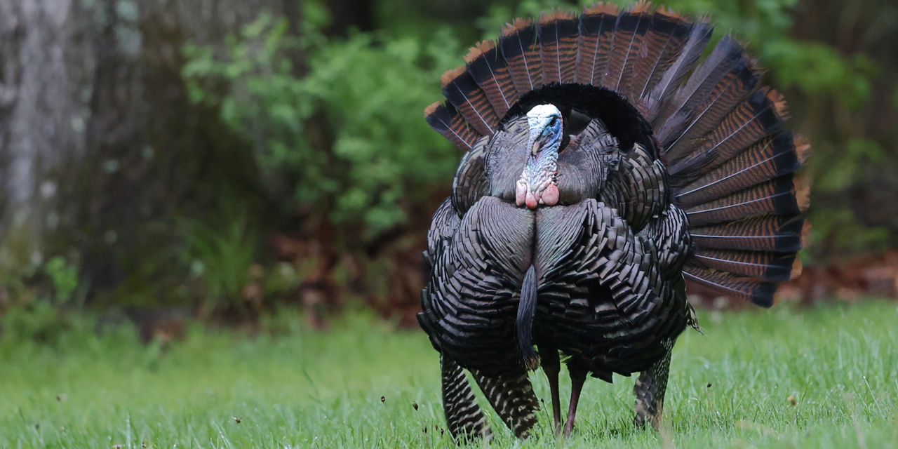 Wild Turkey Male