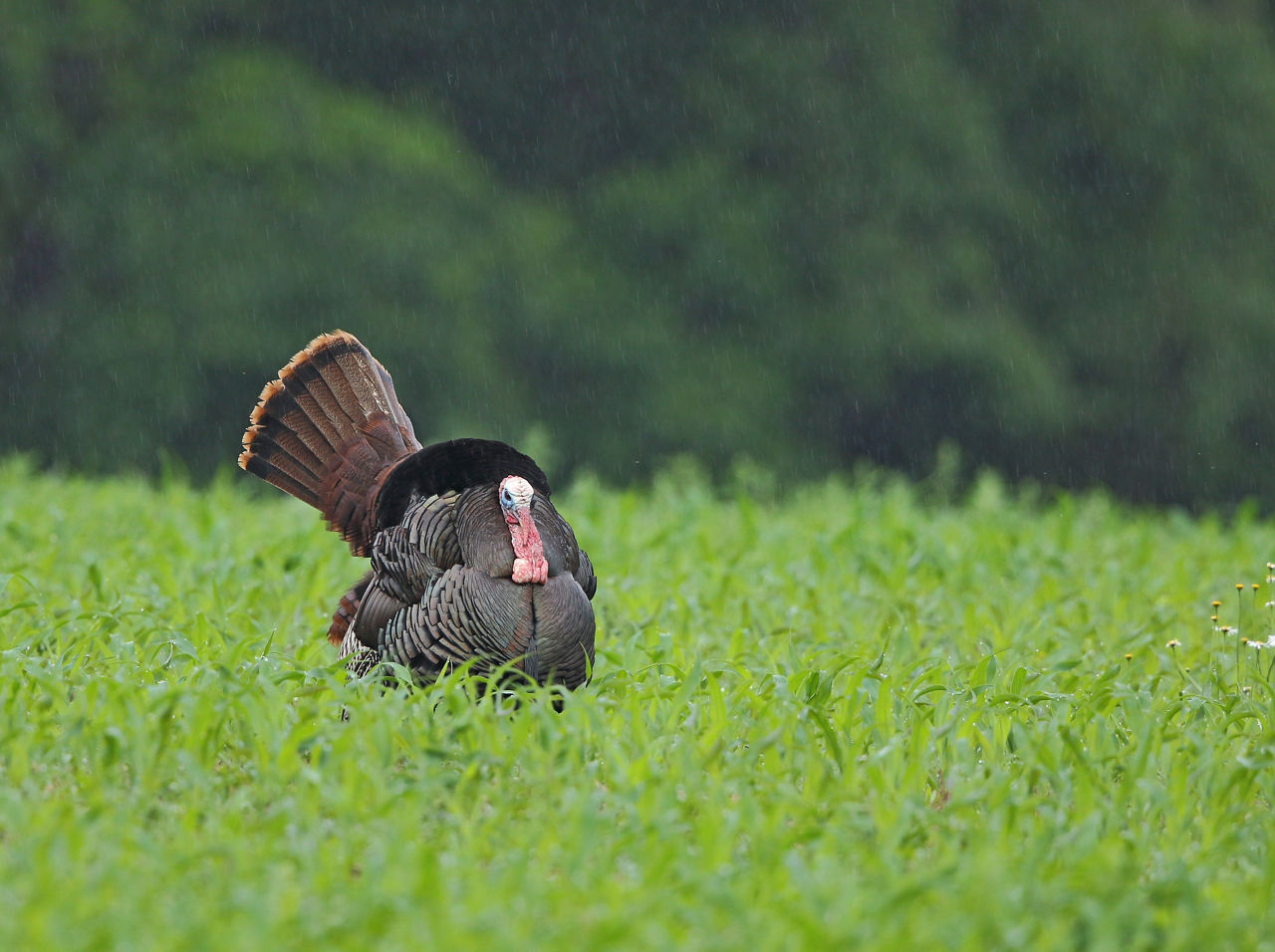 Turkey in the rain