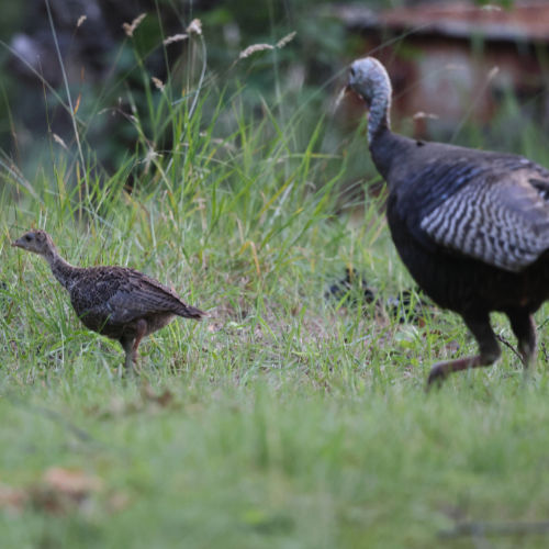 Poult and Hen