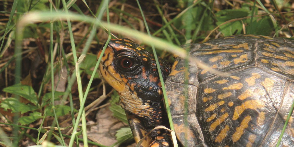 Close up of upper half of Woodland Box Turtle crawling through grass 
