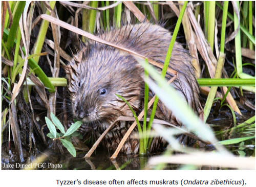 Tyzzer's disease often affects muskrats