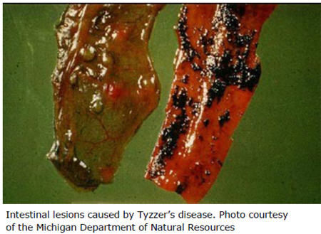 Intestinal lesions caused by Tyzzer's disease