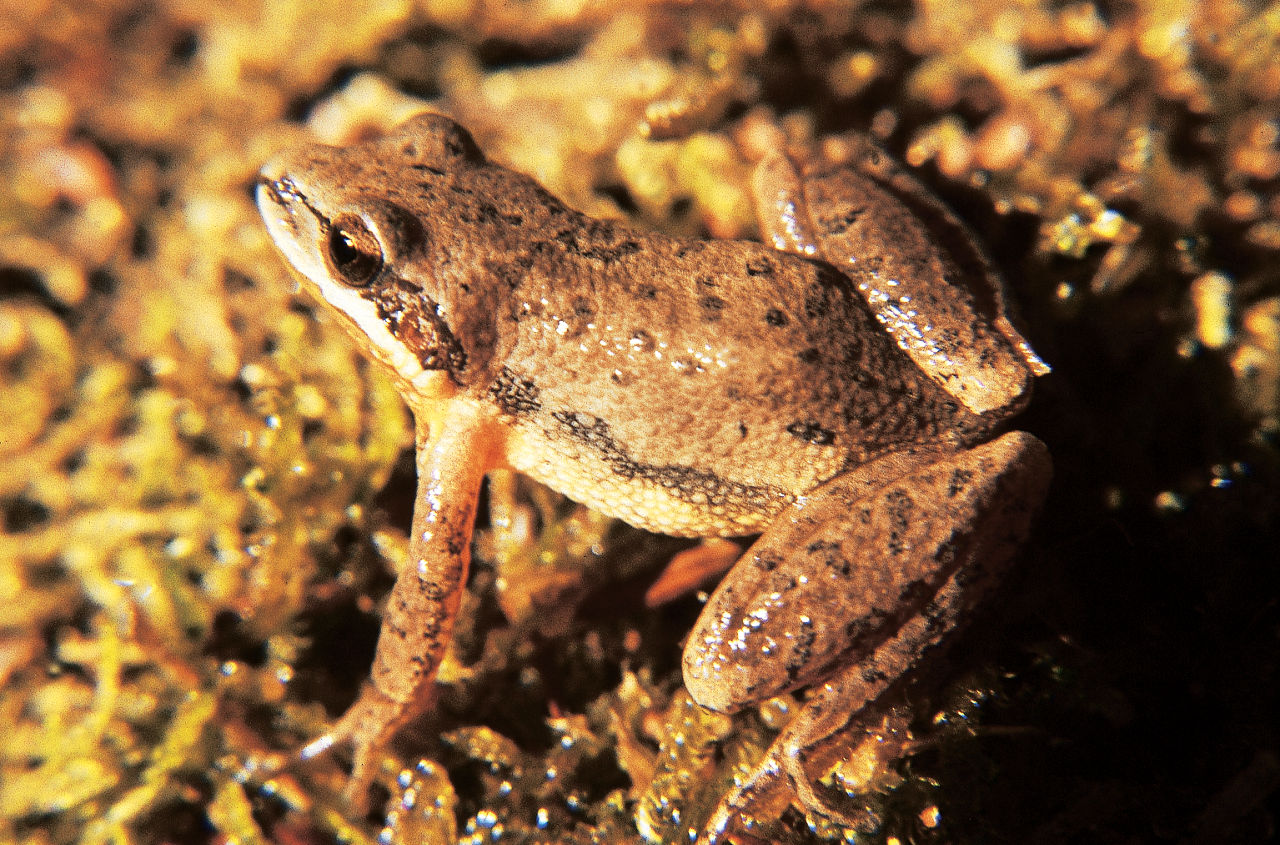 Close up of a light brown Upland Chorus Frog. Darker stripes divide the back and are broken into rows of spots.