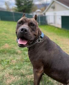 Valentine image of pit bull