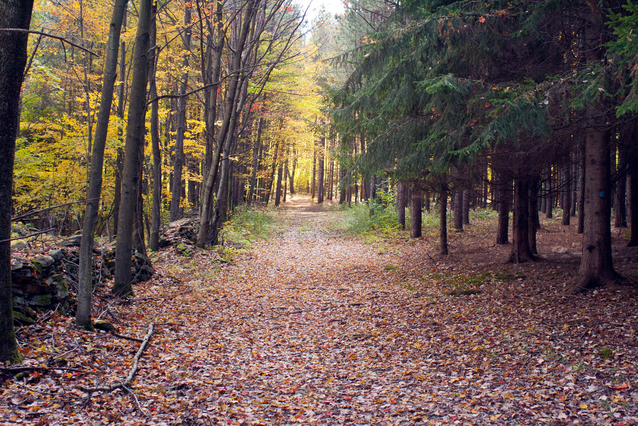 A path through a forest with golden deciduous trees on the left side and deep green pines on the right