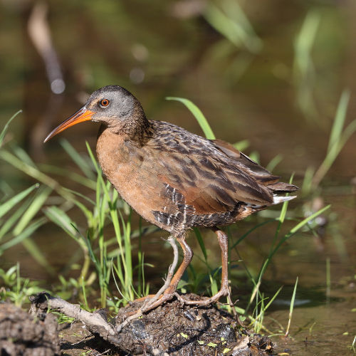 Virginia rail