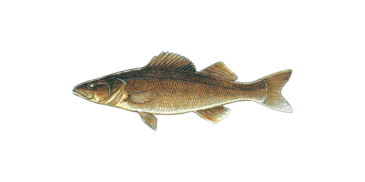 Illustration of a Walleye