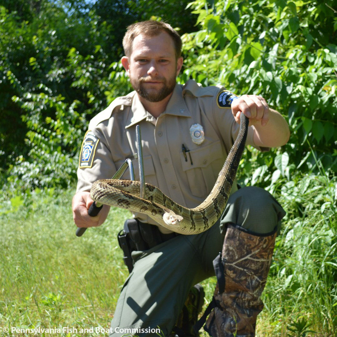 WCO with Timber Rattlesnake