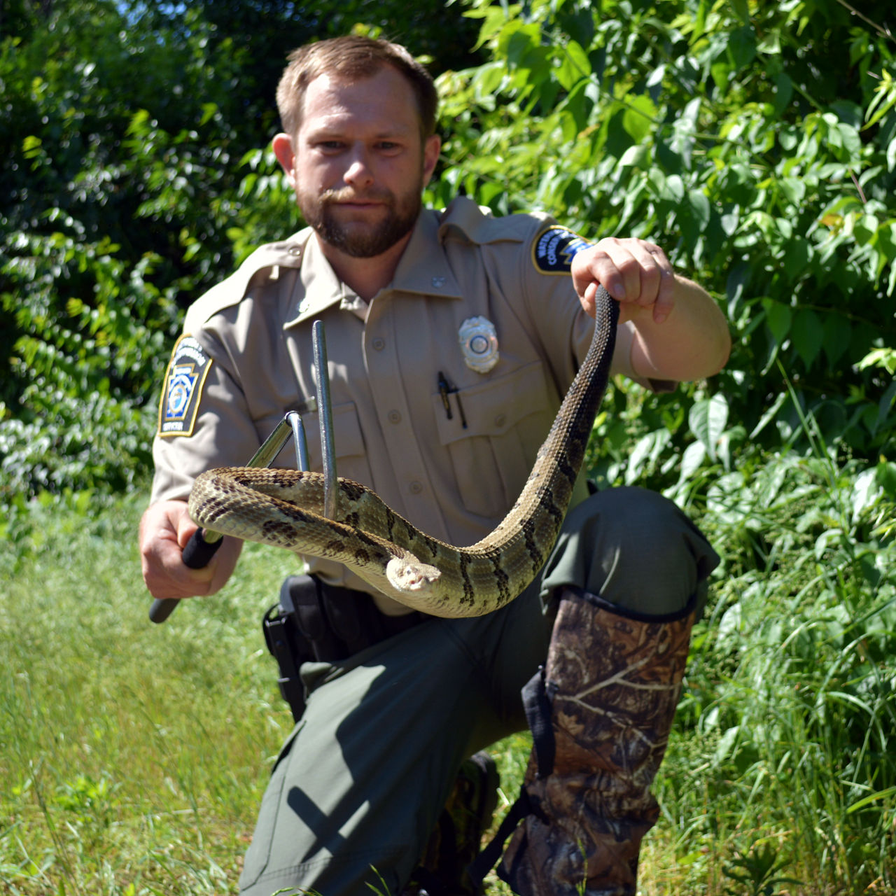 WCO Justin Boatwright kneeling on the edge of the woods holding a Timber Rattlesnake with a hook 