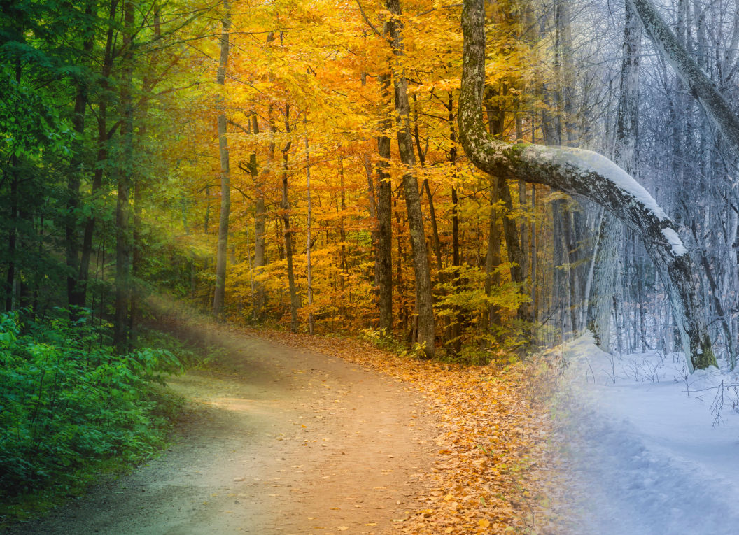 A tree shown in different seasons of Pennsylvania, from spring to summer to fall to winter.