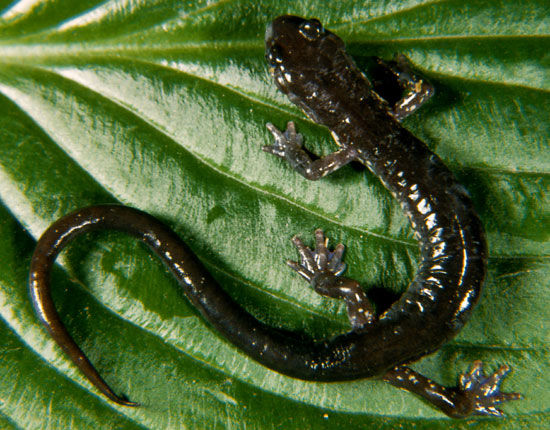 Close up of a Wehrle's Salamander on a leaf showing its blueish-gray coloring with  uneven spots that look like dash marks all over their body. 