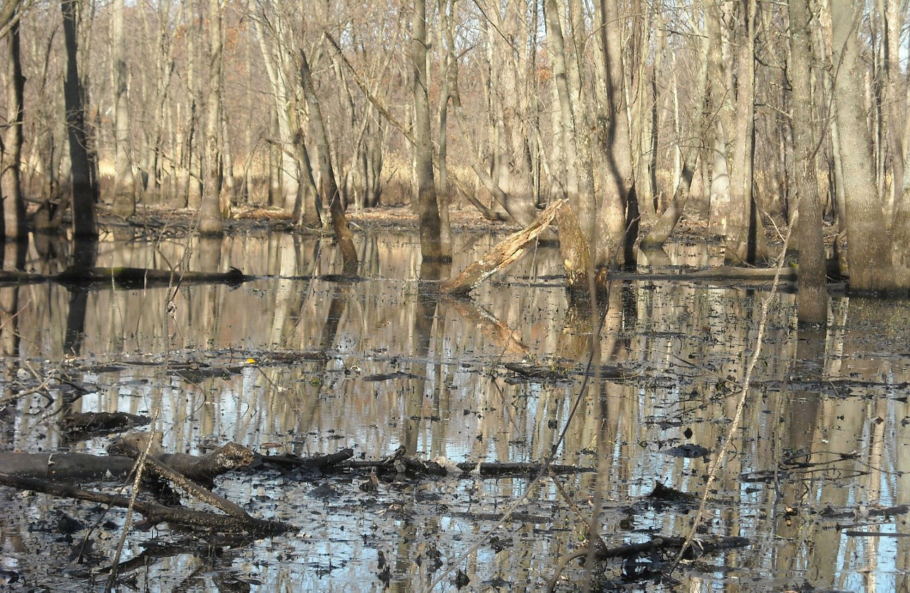 Wetland