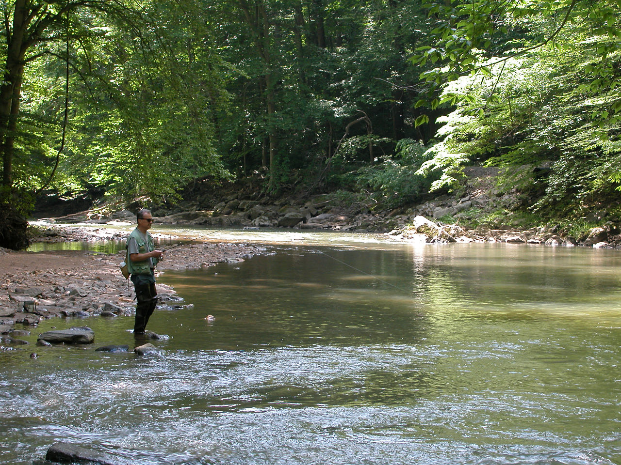 A fisherman in the edge of the water of the creek flyfishing with a forest in the background