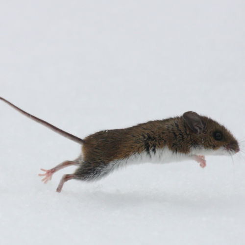 white-footed mouse