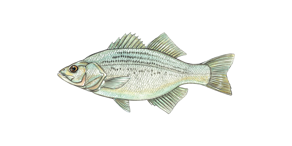 Illustration of a White Bass