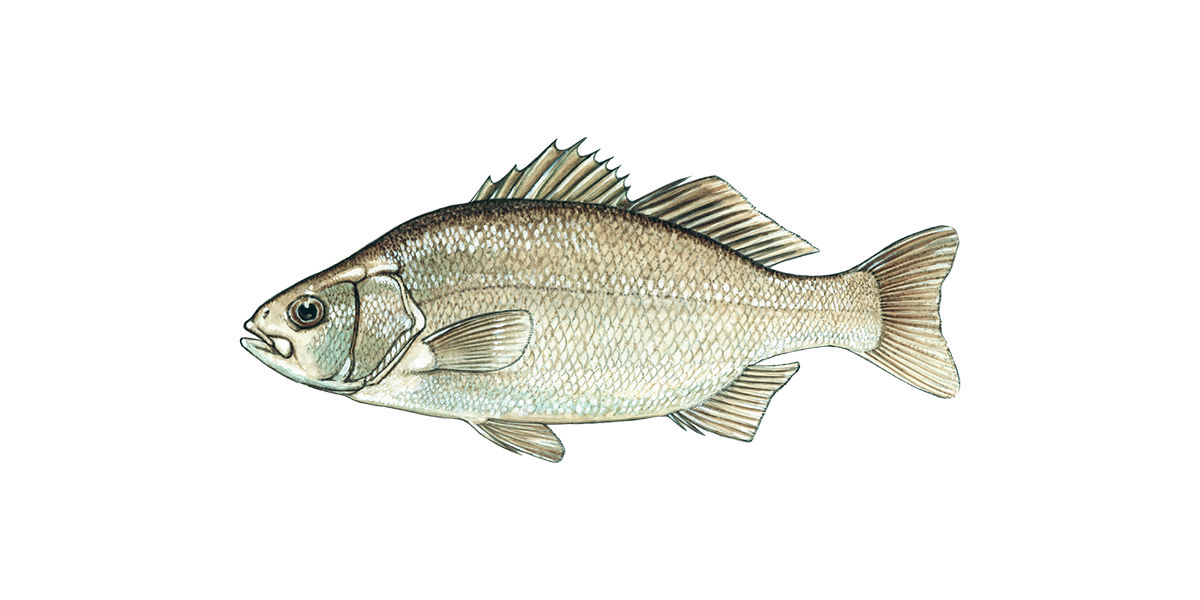 Illustration of a White Perch