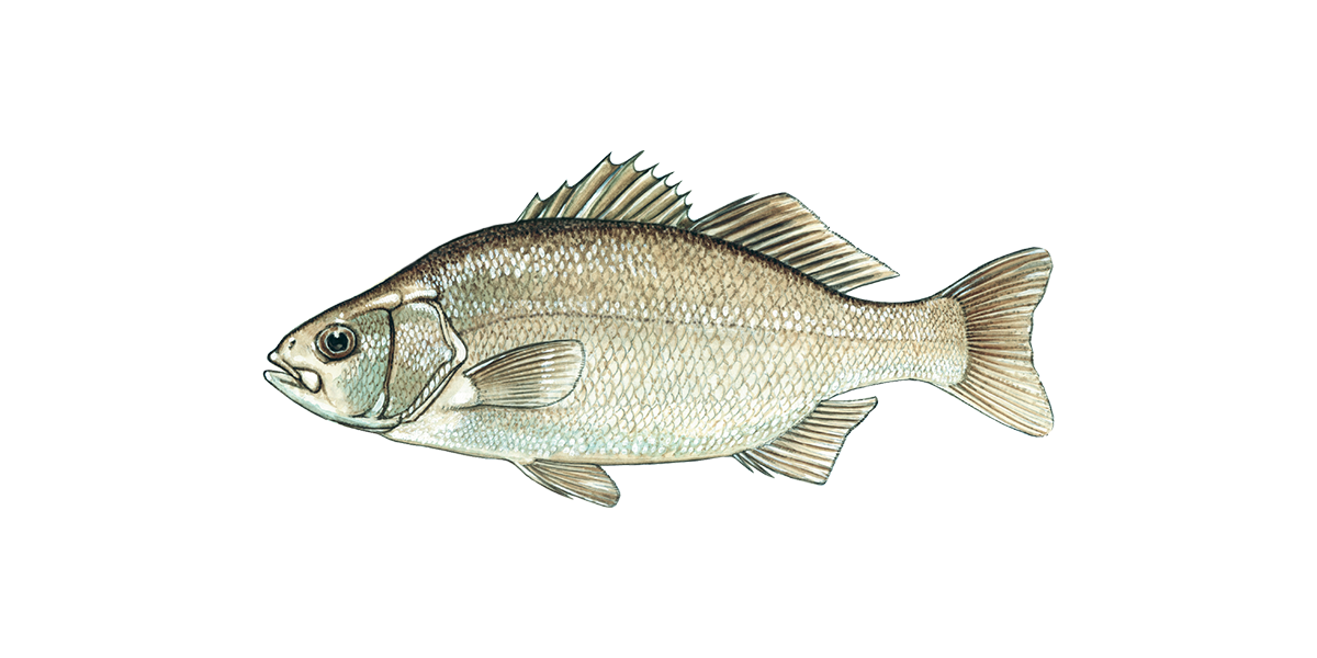 Illustration of a White Perch