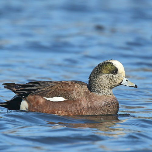 wigeon